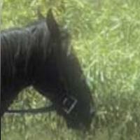/Amebis/wxWidgets/raw/branch/master/samples/image/horse.jpg