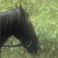 /Amebis/wxWidgets/raw/branch/master/samples/image/horse.png