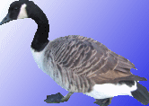 /Amebis/wxWidgets/raw/commit/ad8d73cb15e39c4787a0ea71cb1759dc9921909f/samples/html/test/pic2.bmp