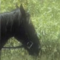/Amebis/wxWidgets/raw/commit/f171d48be4cb15190b6cb59d6868c10c47e1e781/tests/horse.bmp